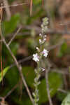 Carolina false vervain